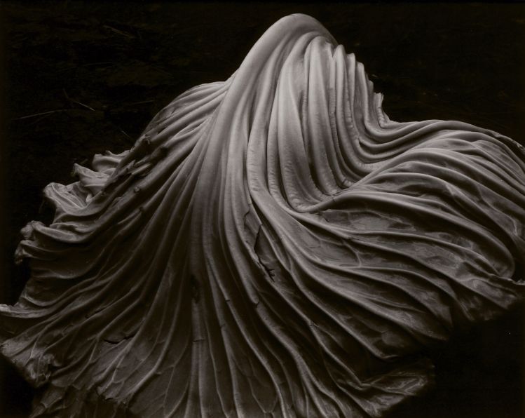 Edward Weston Photography Style - Discover Edward Weston’s distinctive photography style.