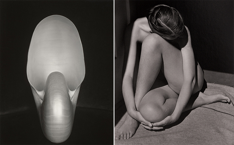 Nautilus(left) and Nude(right) - Edward Weston Famous Photos - Famous photos by Edward Weston capturing timeless beauty.