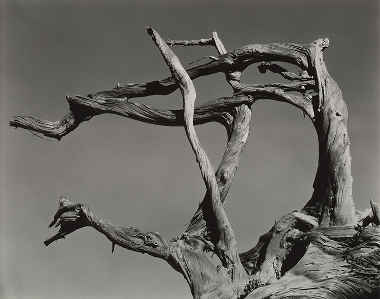 Uprooted Cypress, Point Lobos - Weston Photographer Iconic Works - Explore the iconic works of Edward Weston, master photographer.